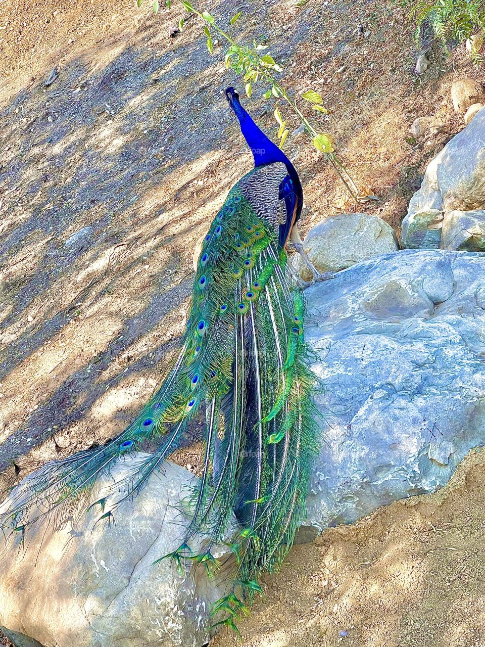 Peacock 