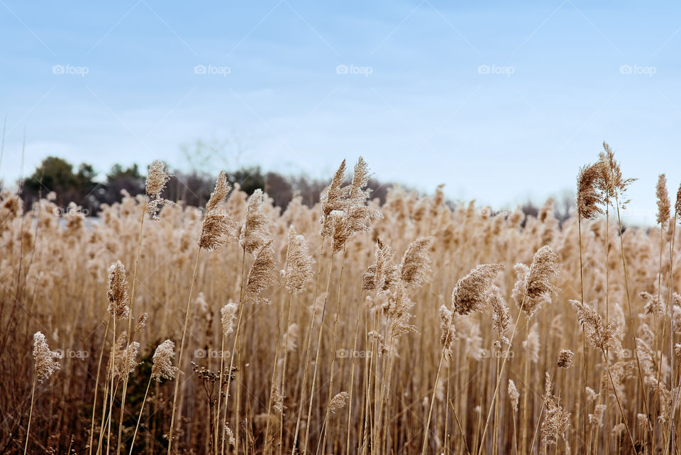 Seagrass in the wind