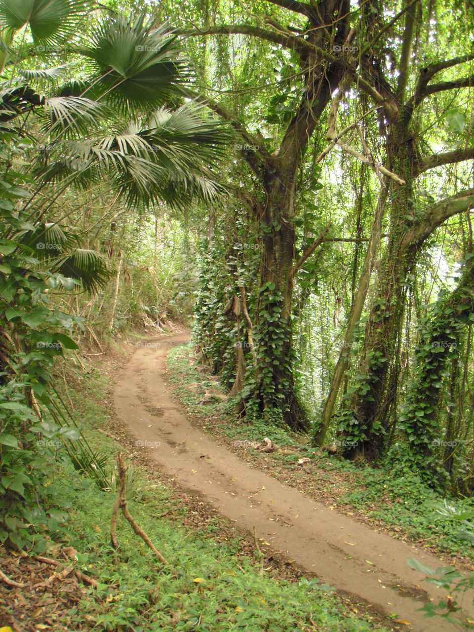 Hiking through the rainforests of Oahu. 