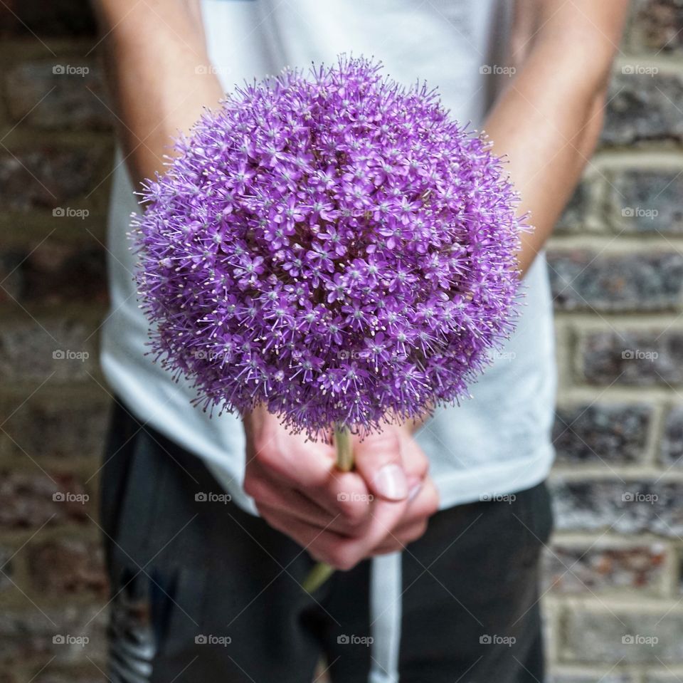 Giant Purple Allium ... my favourite colour ... beautiful tiny flowers making a sphere shape in nature 💜