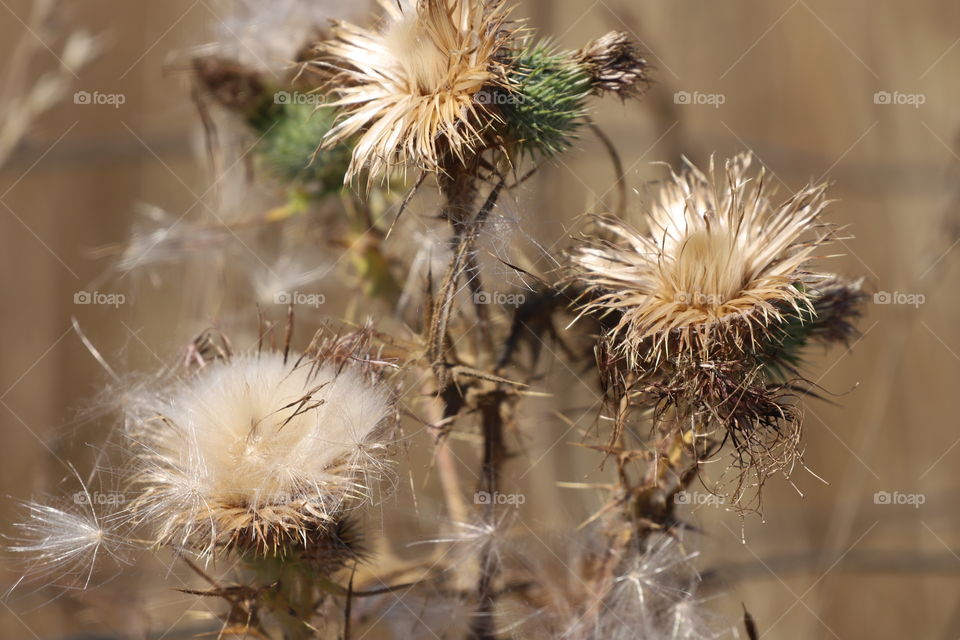 Plant lived , bloomed and dried in summertime  , its golden leaves still gleaming ...