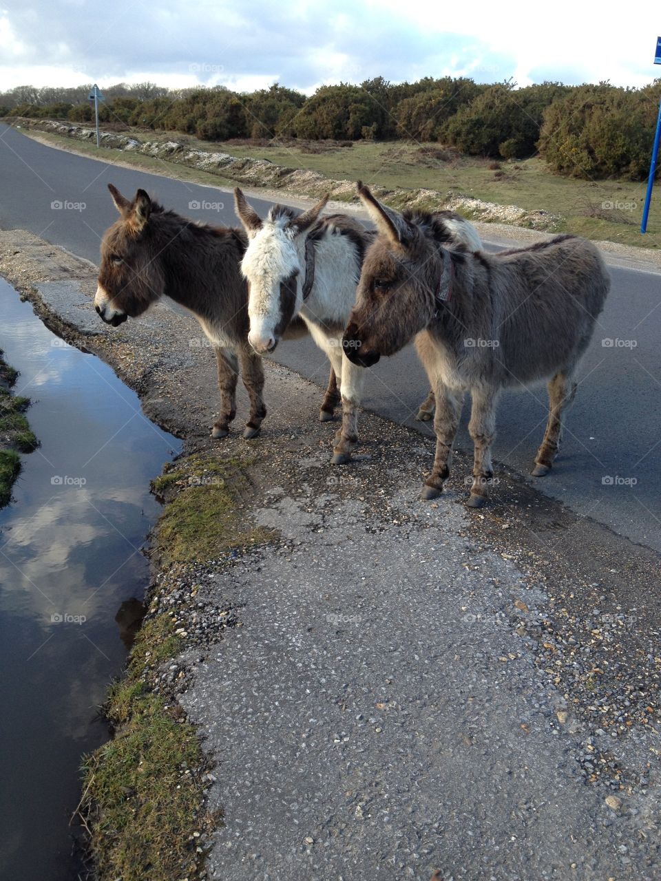 New Forest Donkeys, three is a crowd! 