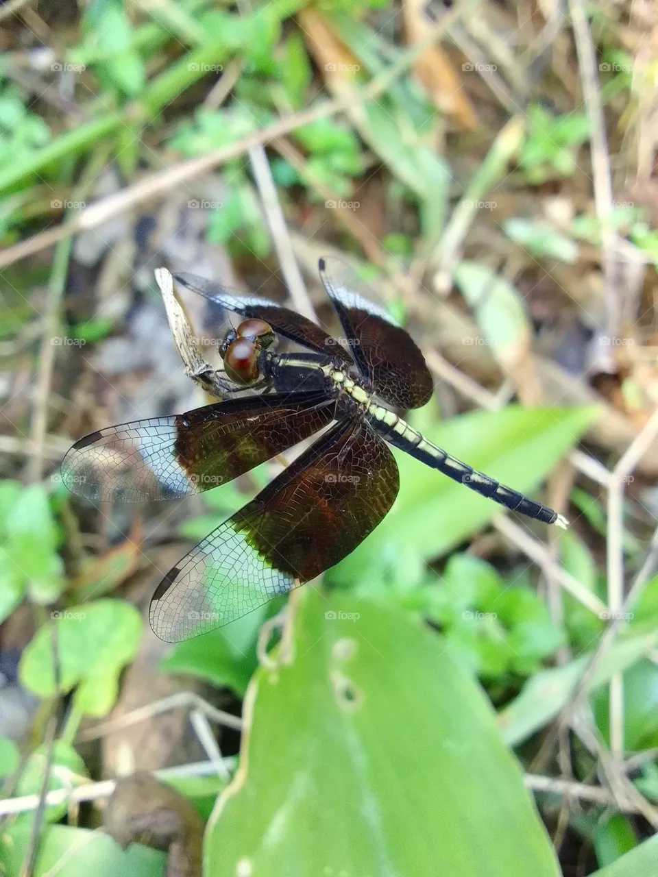 Dragonfly