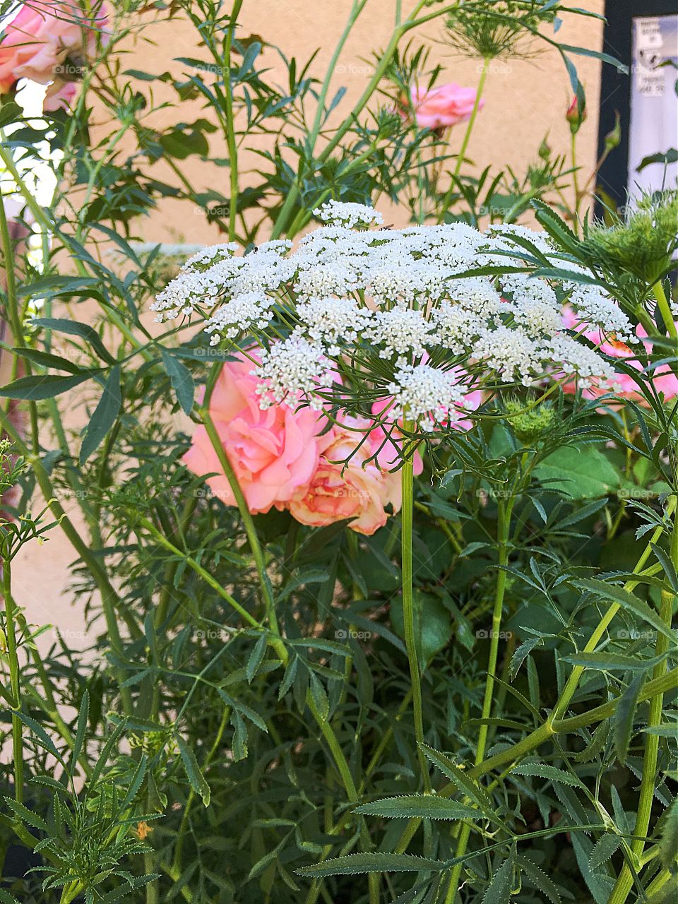 Queen Anne's Lace in Cottage rose garden