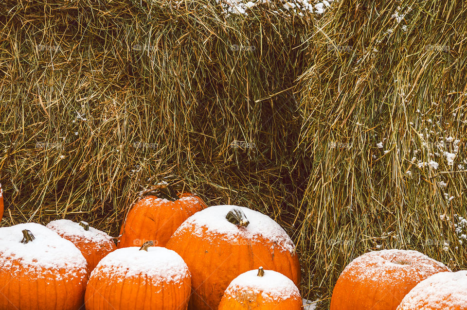 Last day of October. Pumpkin