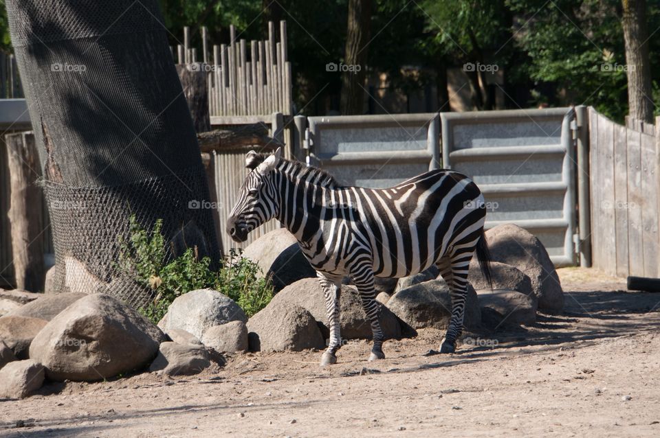 Zebra 