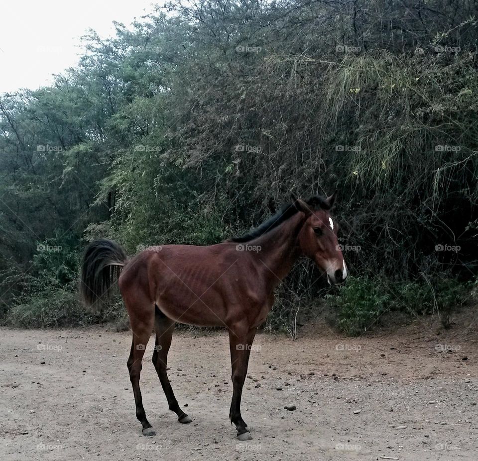 A thin wild horse
