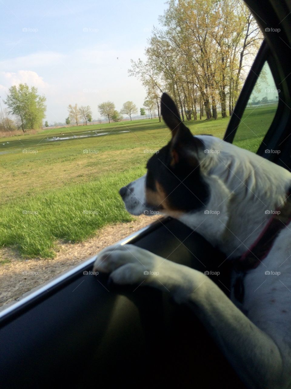 Car Ride. Dog in car