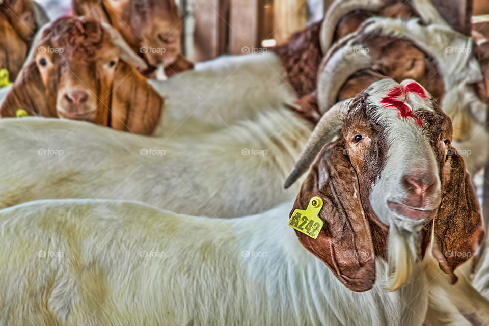 Herd of goats in shed