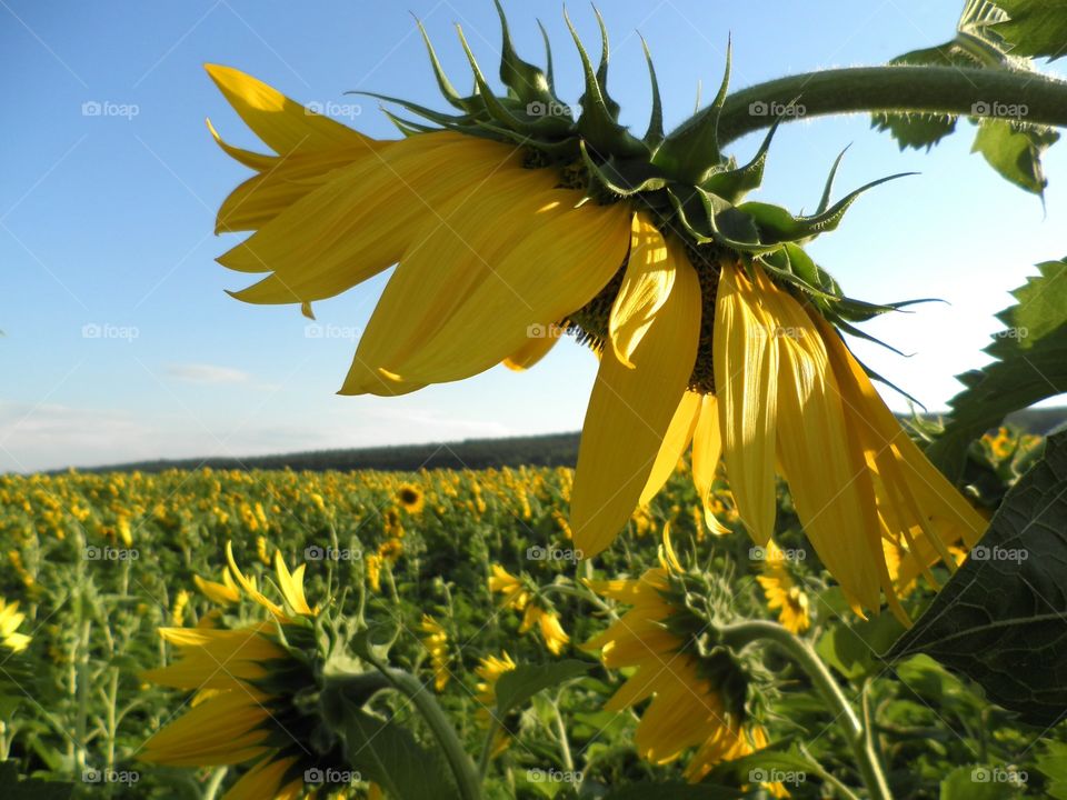 Sunflowers