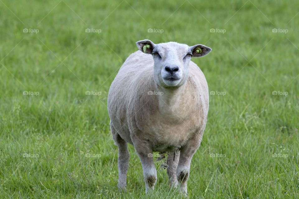 Sheep Looking At A Grassfield At Abcoude The Netherlands 5-5-2024