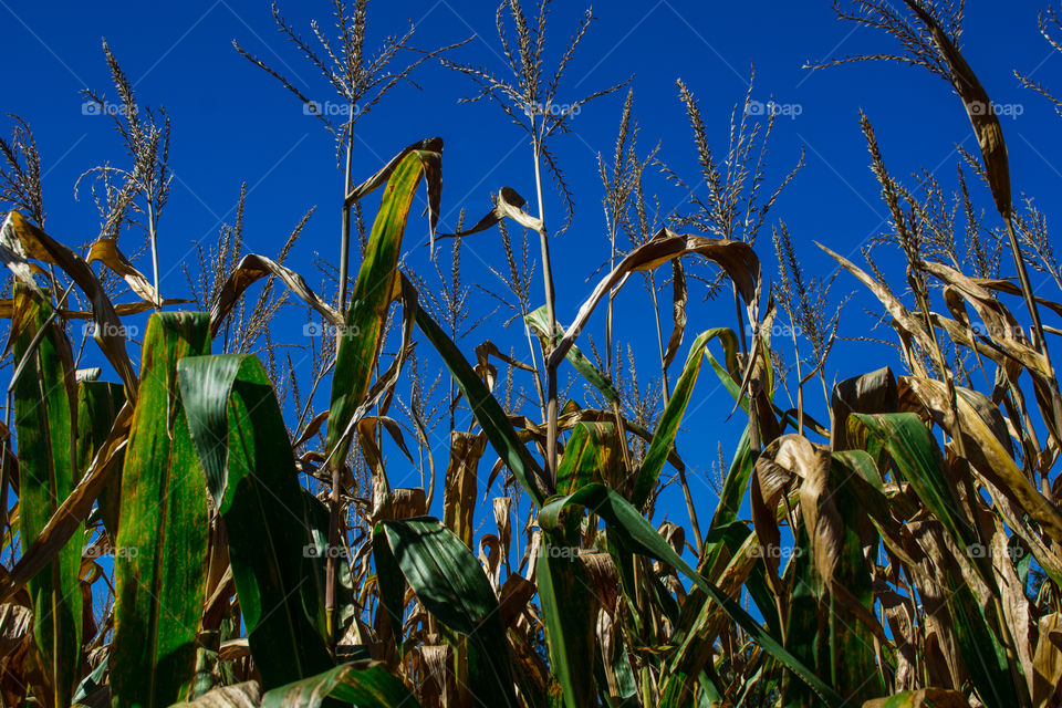 corn field