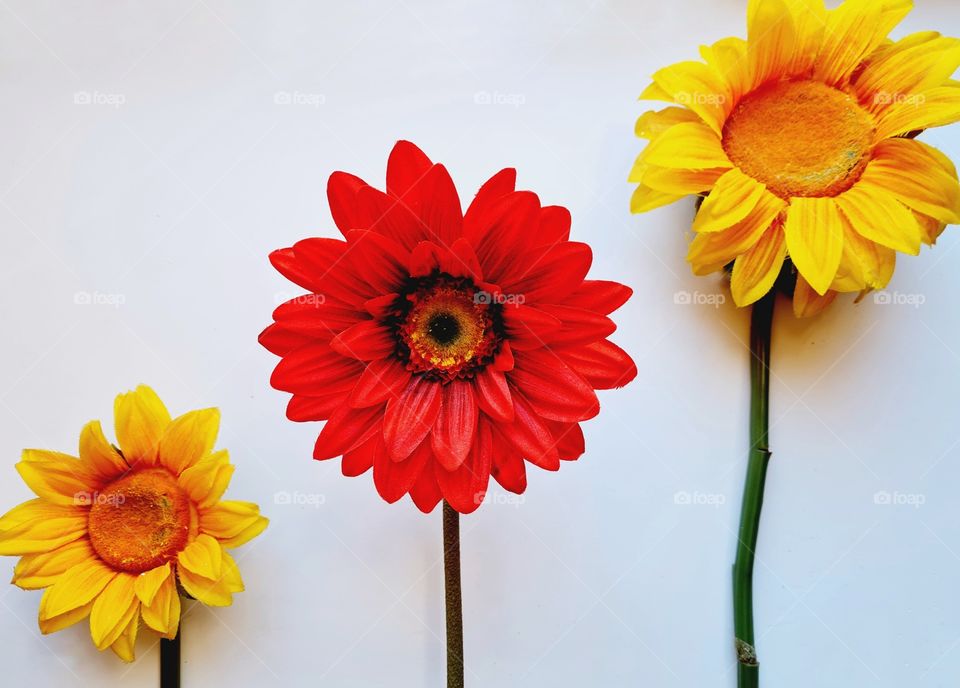 a daisy and two sunflowers on a white background