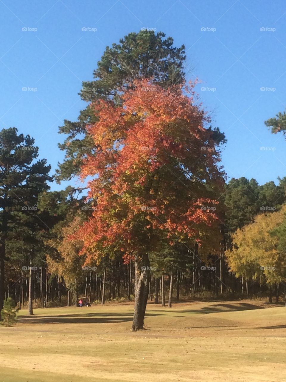 Fall Tree. Beautiful fall day at the golf course.  This tree in all its glory was just waiting for its photo op    