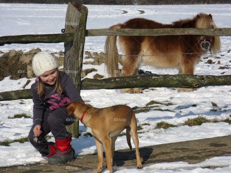 Shetland pony