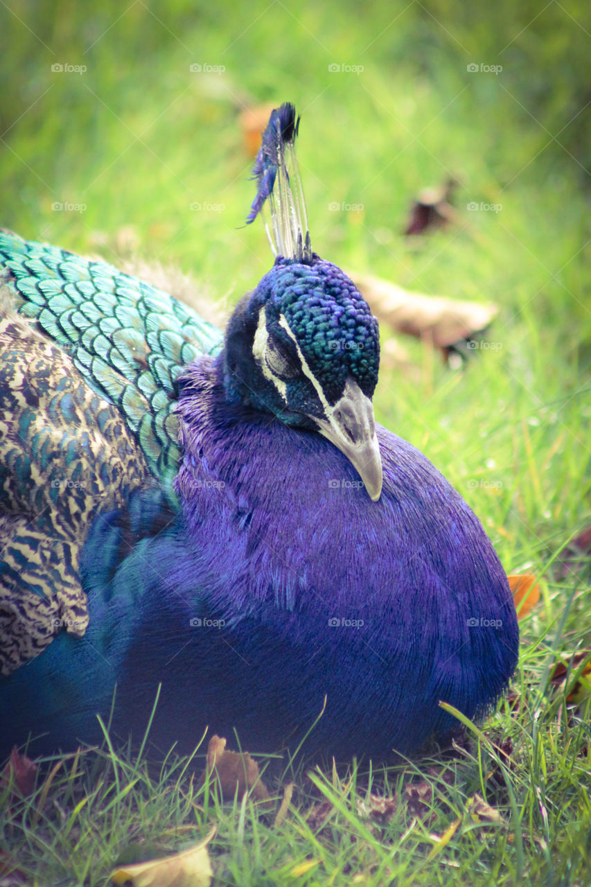 Beautiful, relaxing peacock.