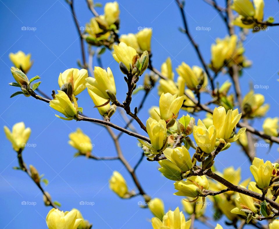 Magnolia tree blossom