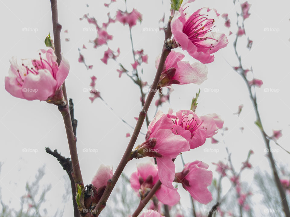 Peach tree branches in bloom.