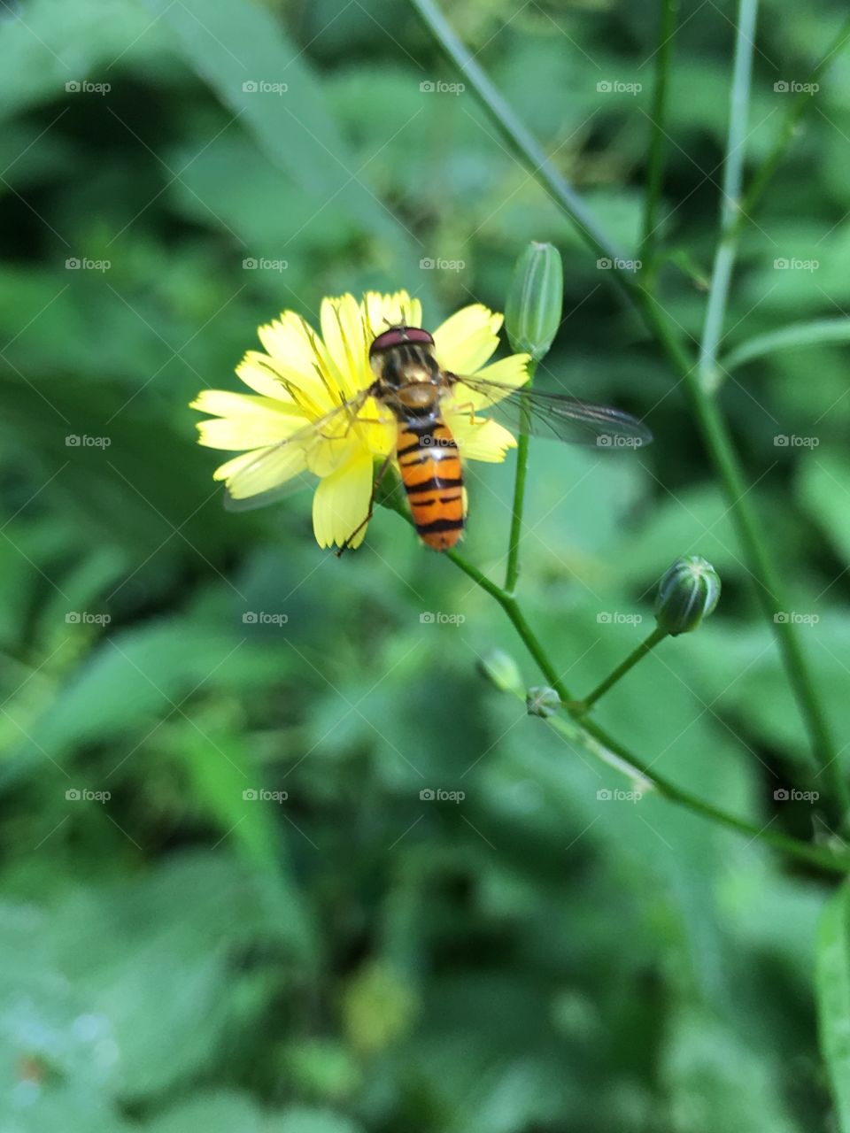 Orange insect