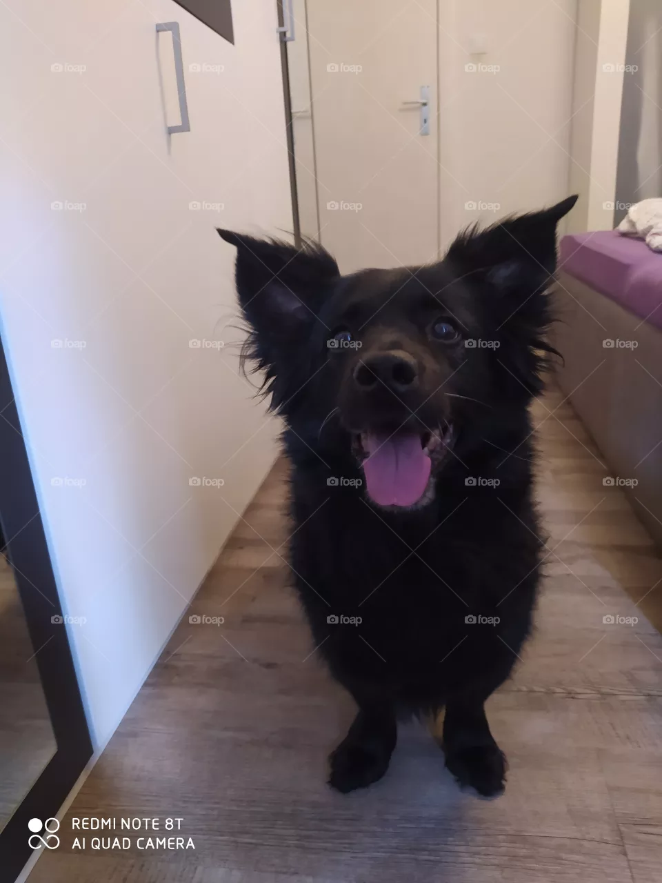 my dog