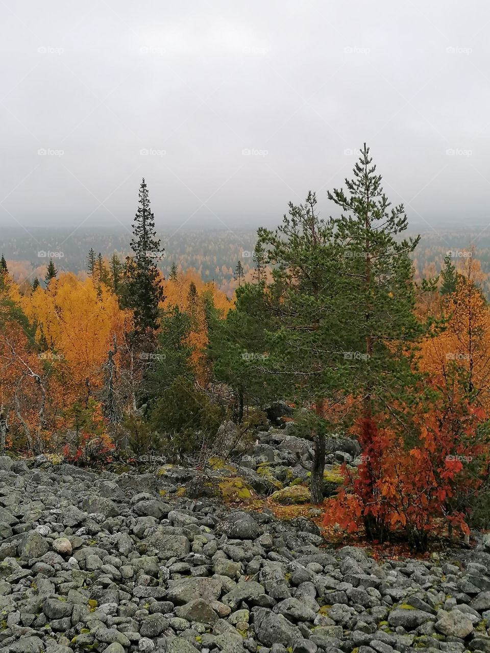 A gray autumn day in Finnish Lapland