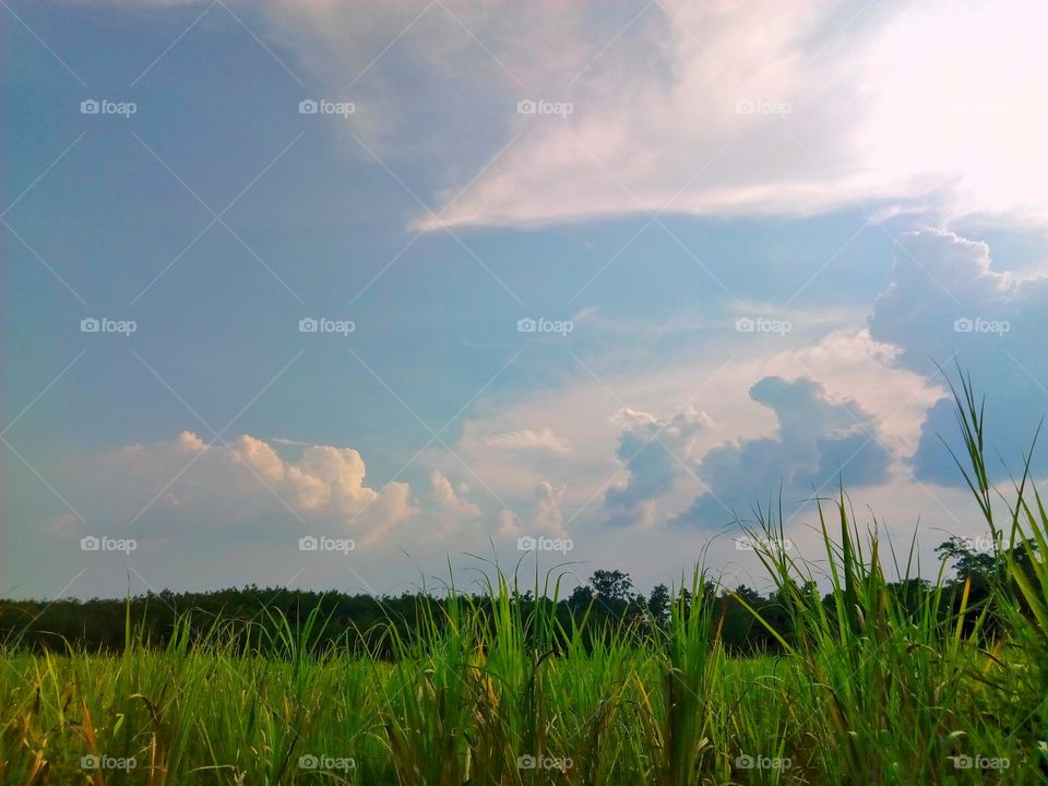 sky,field,landscape