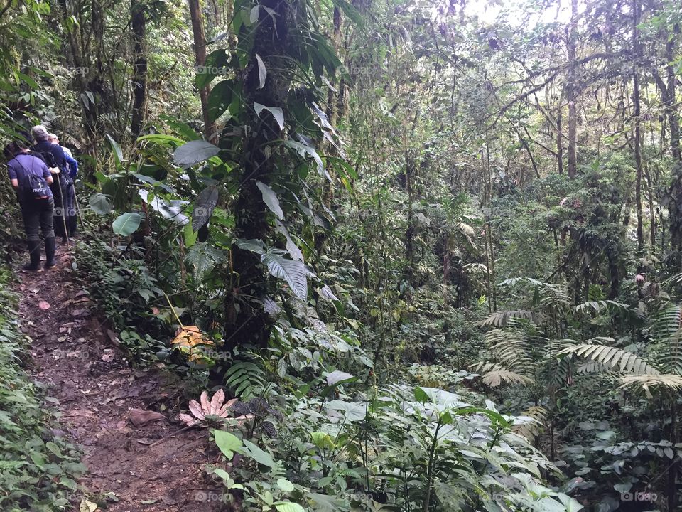 Rainforest walk