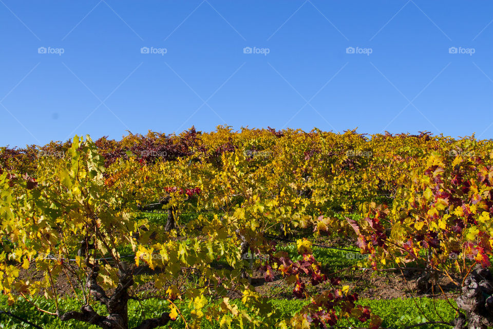 THE VINEYARD AT NAPPA VALLEY CALIFORNIA USA