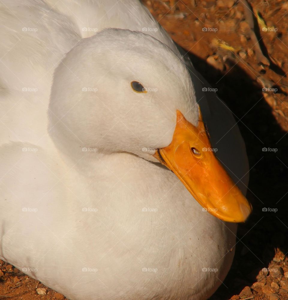 White Duck in Morning Light