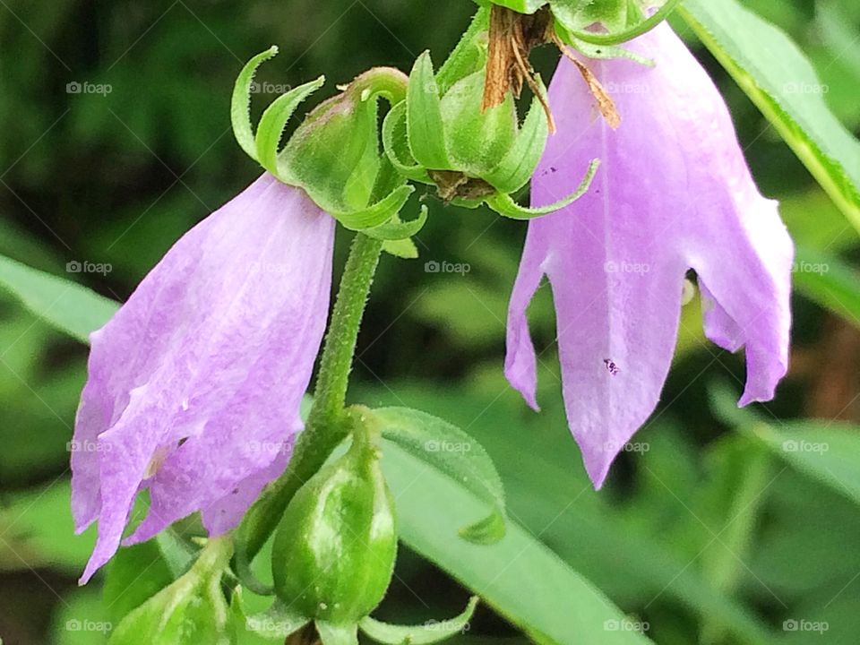 Purple wild flowers 