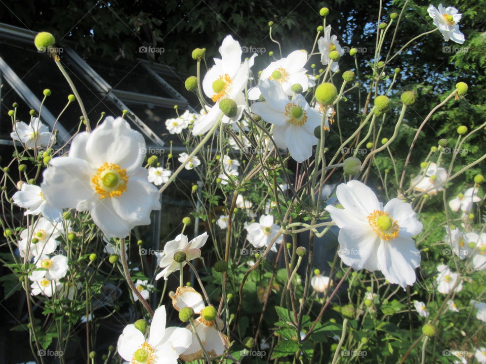 Japanese anemones growing in the garden