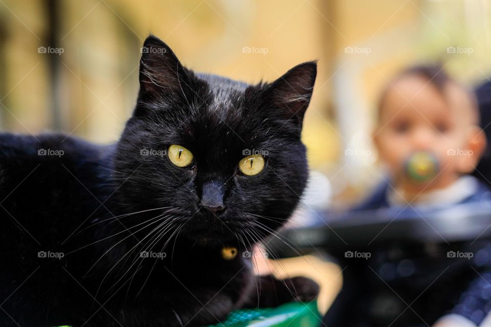 Pretty black cat hanging out with yellow eyes 