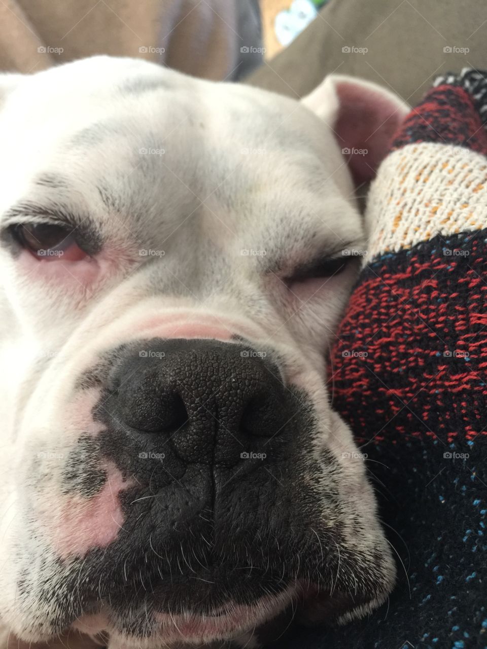 Sleepy boxer face