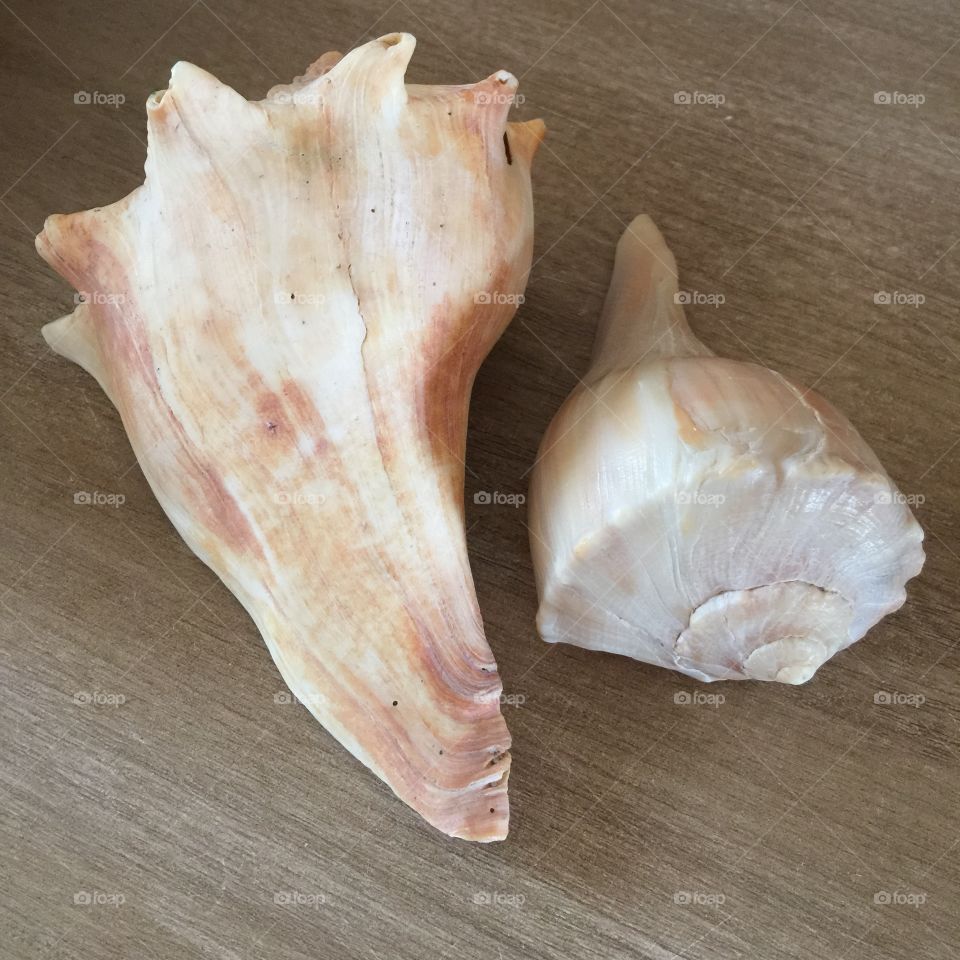 Seashells