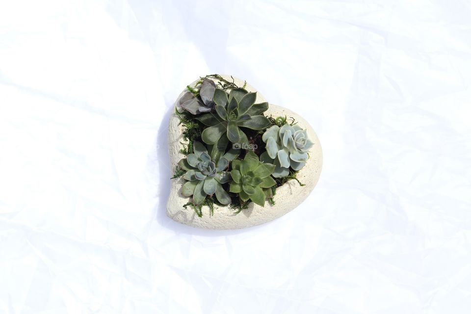 Hearted Succulents