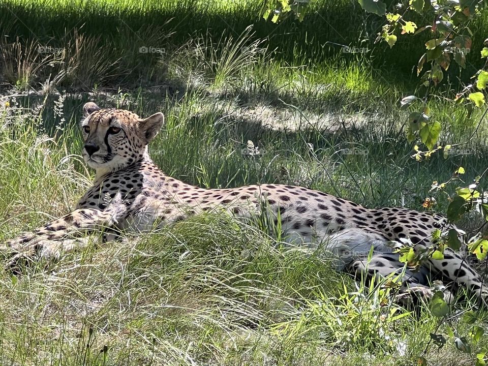 Cheetah