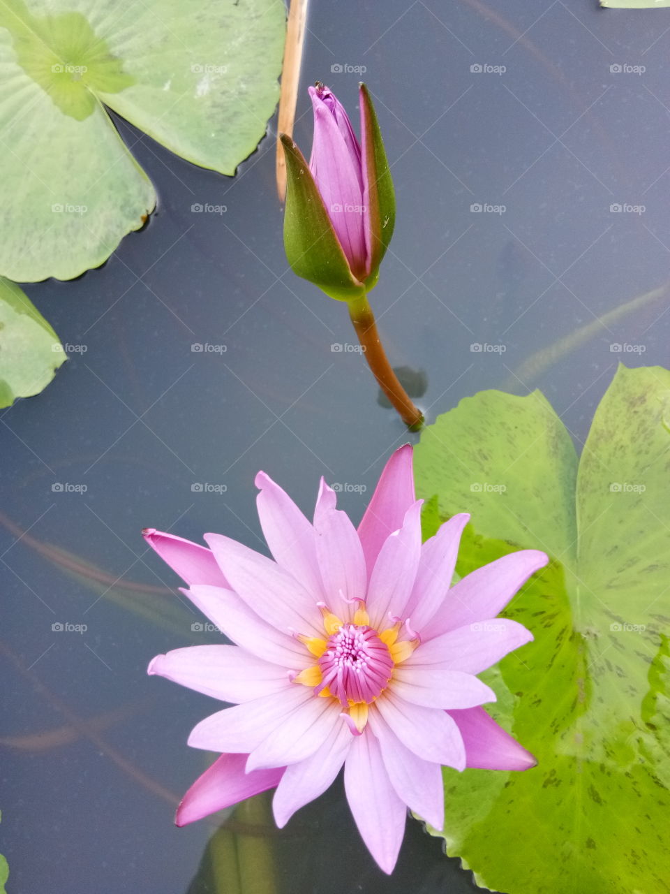 Lotus : Flower at king rama 9 :National park of thailand.Beautiful.