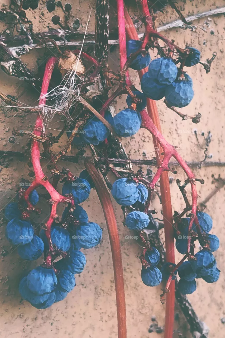 Berries
