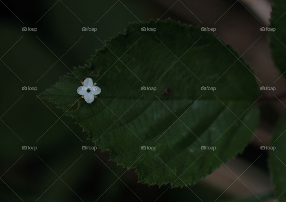 Flower On Leaf