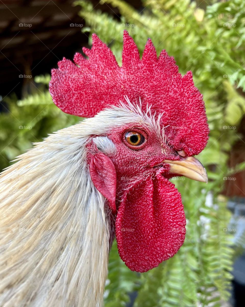 countryside alarm clock