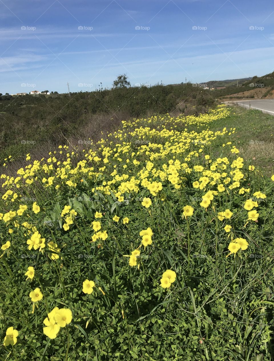 Blooming road border with yellow oxalis