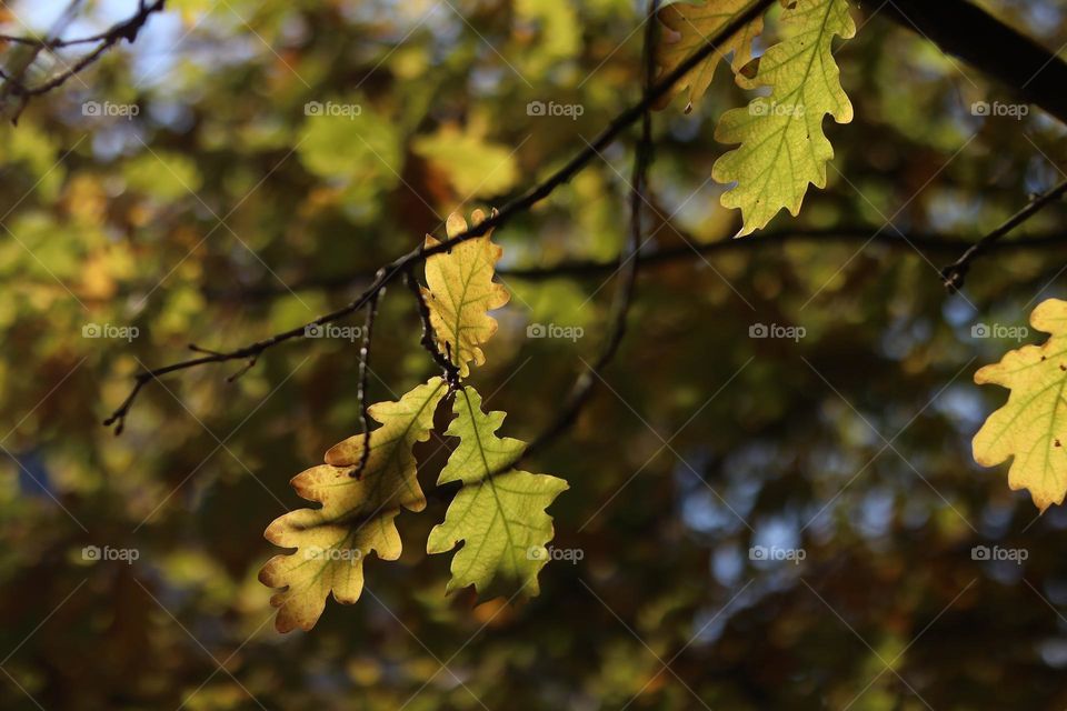 autumn leaves