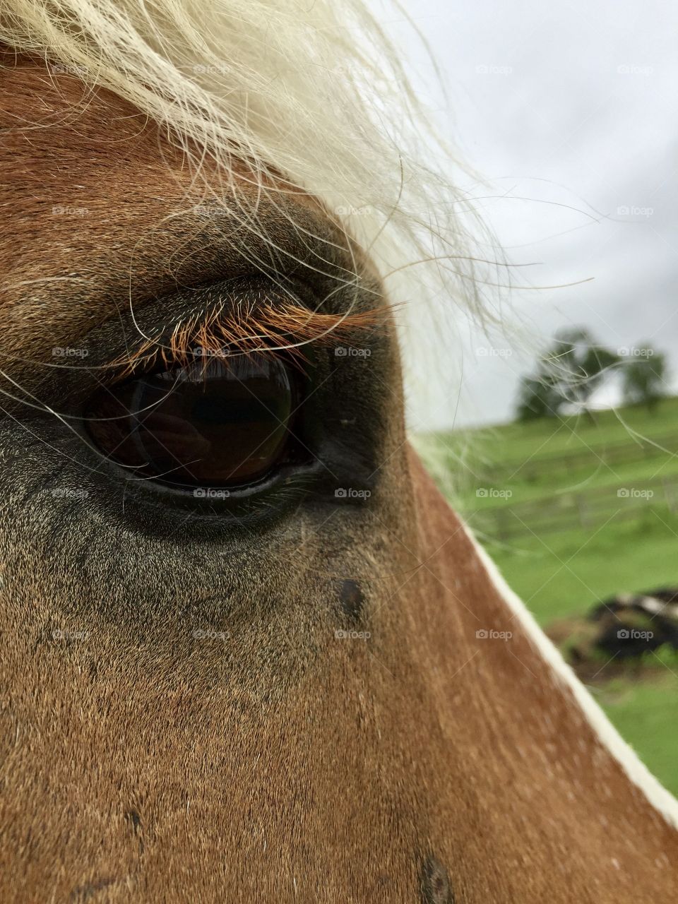 Up close image of a Belgian draft horses eye while standing outside in a pasture.