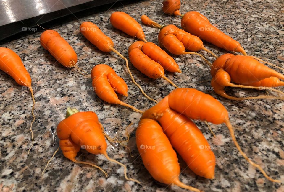 Carrot People