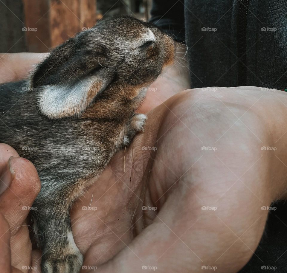 Little newborn rabbit