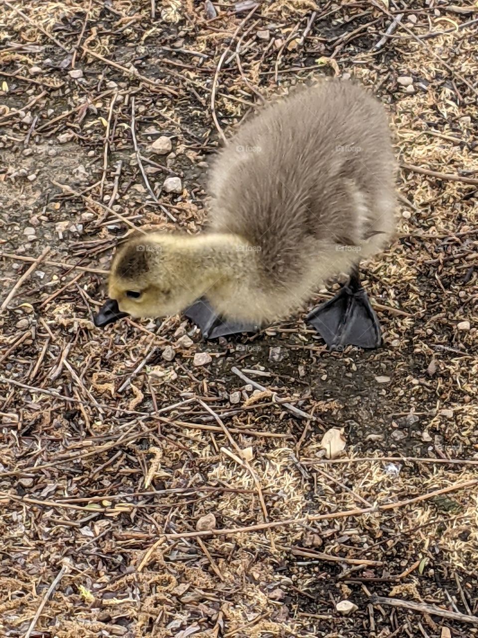 Fluffy gosling hunkered down in the dirt, almost blending in with the debris. Baby animals wildlife portrait