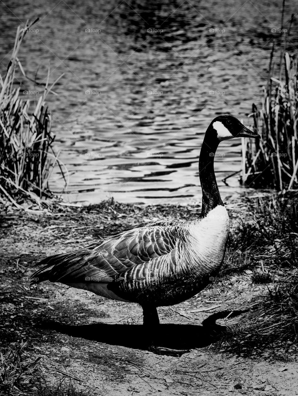 Black and white of a Canadian goose among the reeds by the pond at Yates Mill County Park in Raleigh North Carolina. 