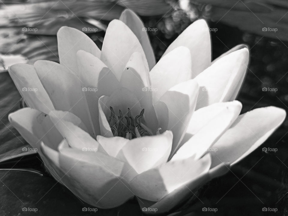 lotus flower closeup in black and white. water lily macro
