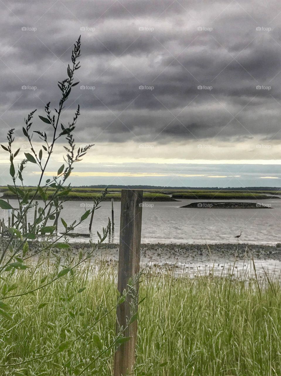 The bay at dead low tide showing pluff mud and oyster bed