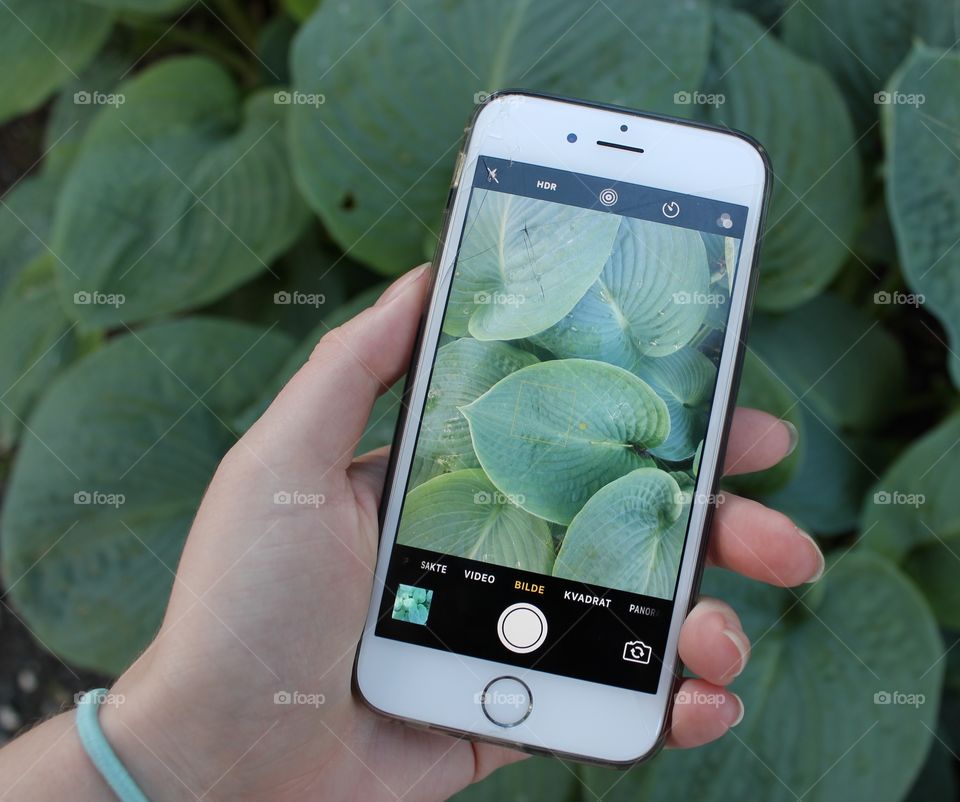 Hand holding white iPhone photographing big green leaves in daylight during spring